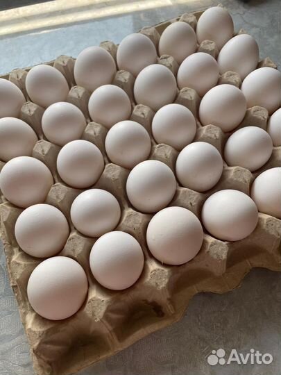 Домашние куриные яйца