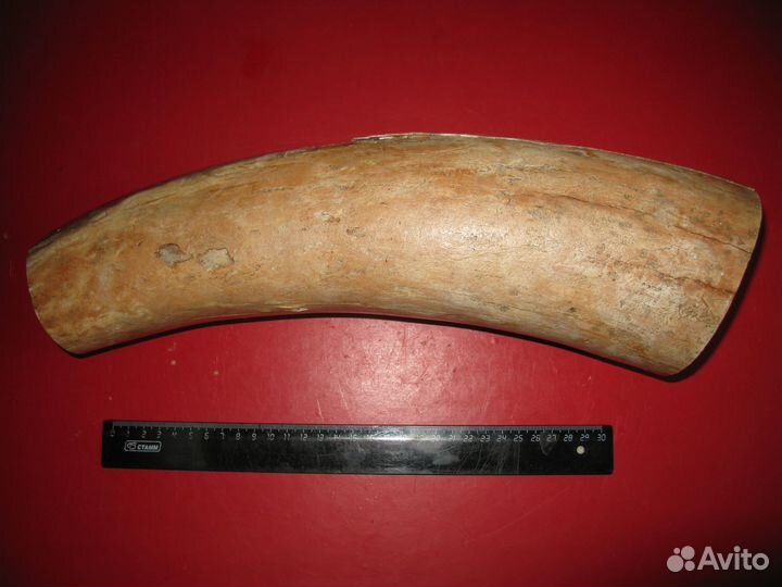 Бивень мамонта, 4 кг цена за весь кусок