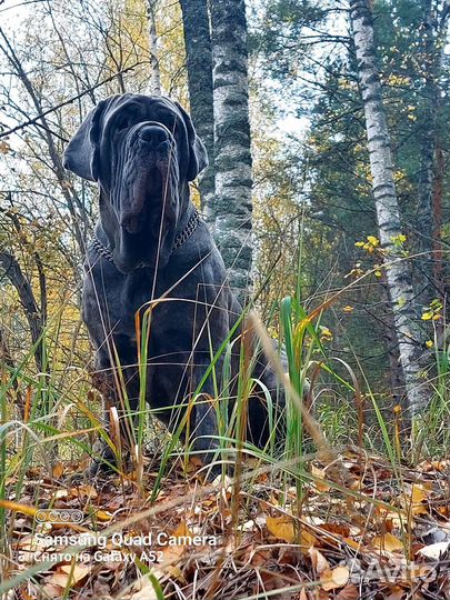 Вязка кобель