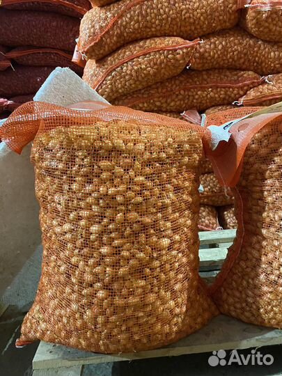 Лук севок галатский