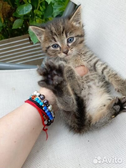 Котята в добрые руки 1 месяц