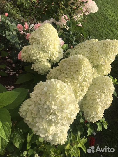 Продам гортензии грандифлора