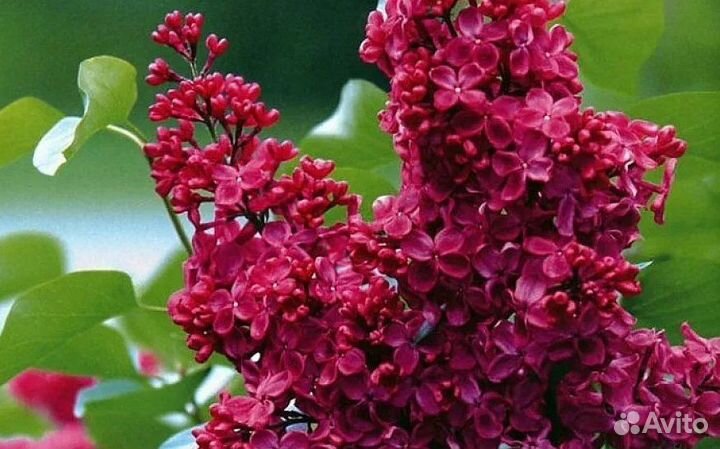 Сирень Красная Москва