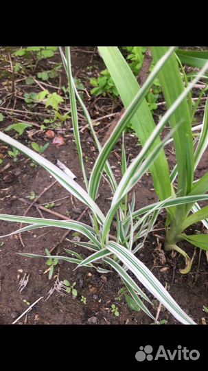 Многолетние растения