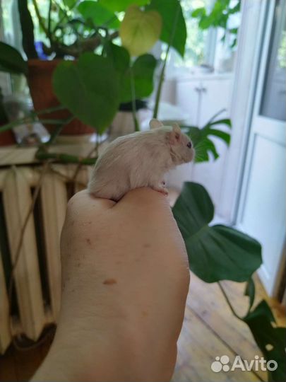 Мышь песчанка