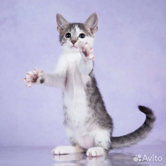 Весёлые и добрые котята ищут дом