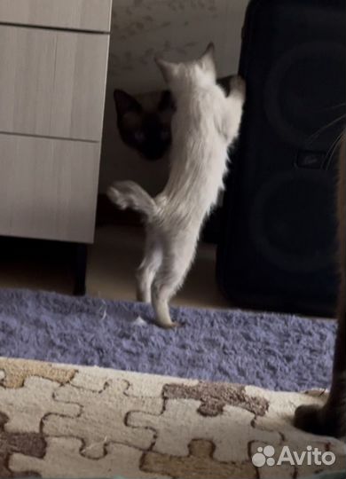 Меконгский бобтейл