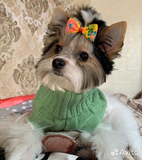 Девочка мини бивер ищет мальчика для вязки