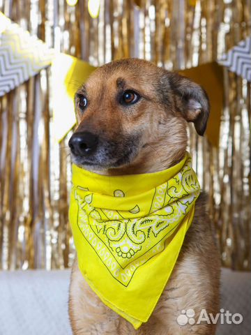 Собака в добрые руки отдам бесплатно