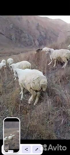 Баранчики 150голов