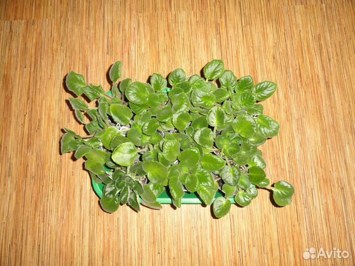 Стартеры фиалок