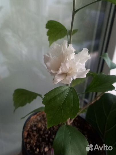 Гибискус белый махровый