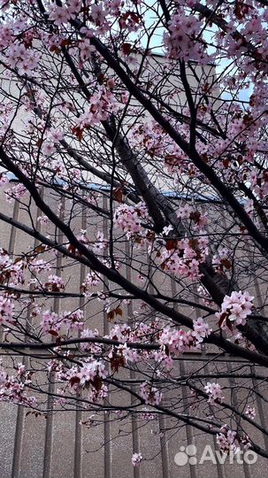 Репетитор по японскому языку