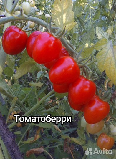 Семена томатов