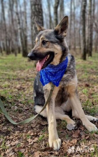 Ариэль угасает в приюте