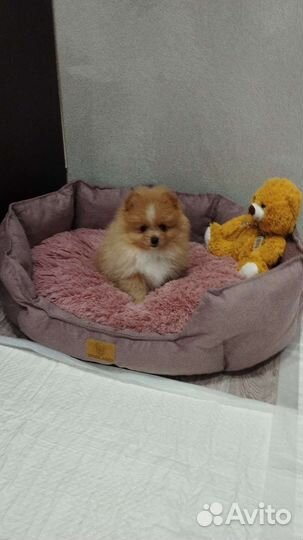 Щенки шпица