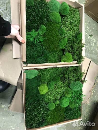 Растения для флорариума