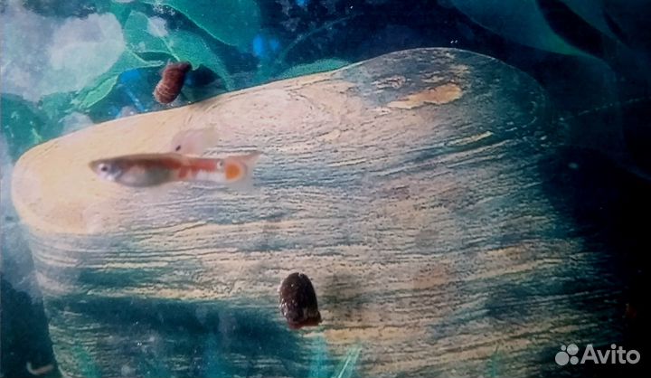 Аквариумные рыбки гуппи