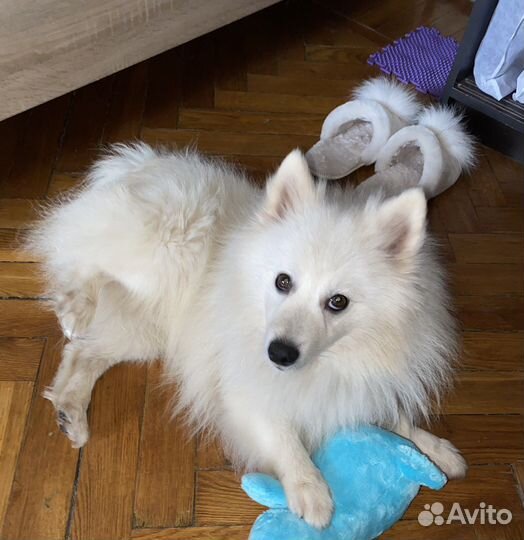 Вязка собак шпиц japan