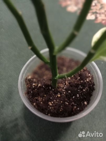 Комнатные растения большие