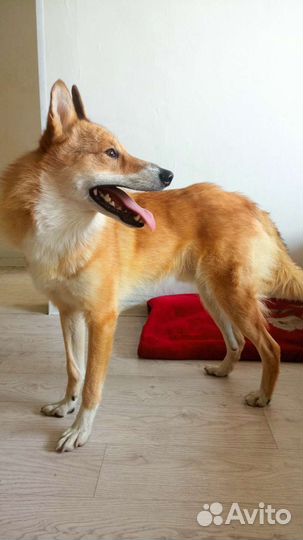 Передержка собак