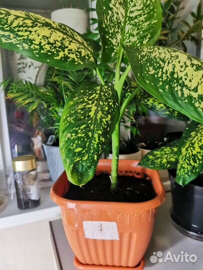 Диффенбахия