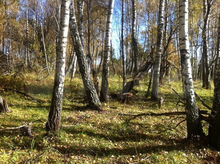 Участок 20 сот. (ИЖС)