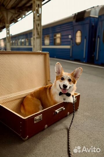 Собака вельш-корги пемброк на фотосессию