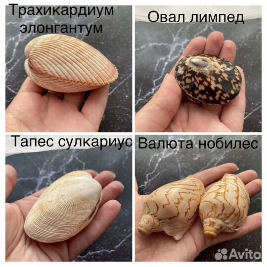 Ракушки