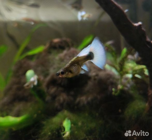 Гуппи Санта Клаус Чистая линия