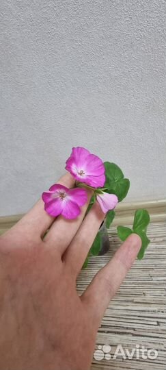 Комнатные растения цветы