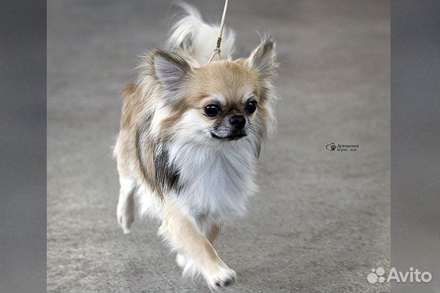 Вязка кобель Чихуахуа с великолепной родословной