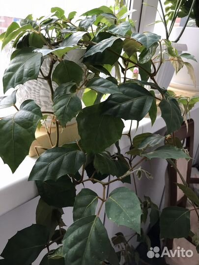 Циссус березка