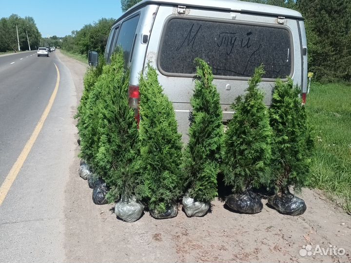 Туя смарагд