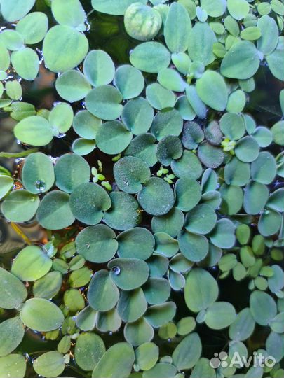 Верхоплавающие и грунтовые аквариумные растения