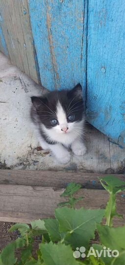 Кошки в добрые руки бесплатно