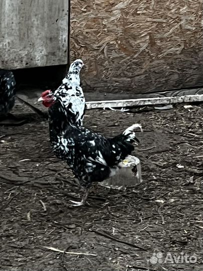 Петухи ливенские