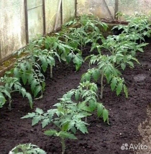 Рассада помидор