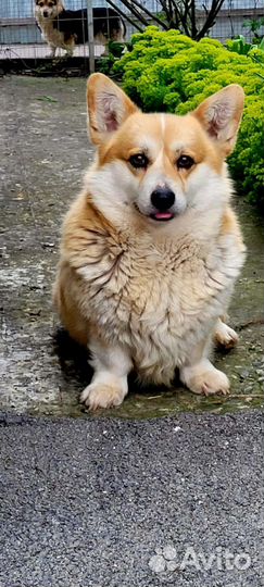 Вязка вельш, корги