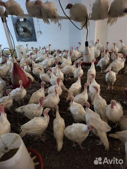 Индюки биг 6