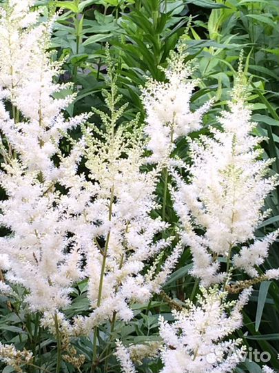 Растения для дачи