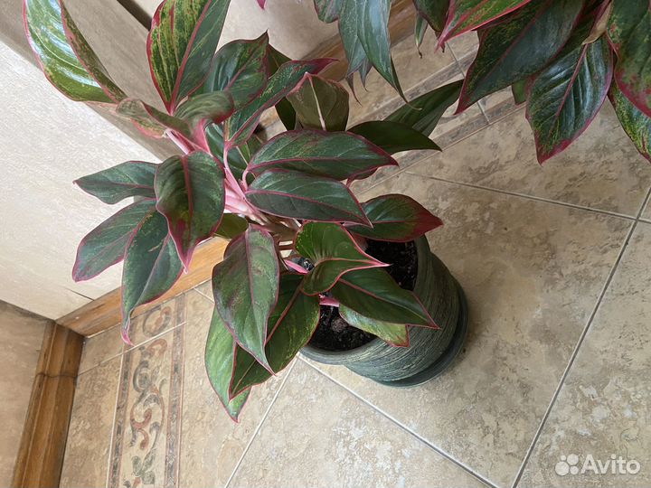 Спатифиллум