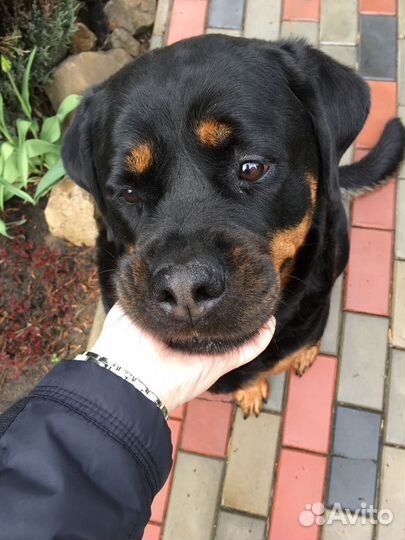 Догситтер, няня для собаки, зооняня, передержка