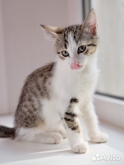 Серо белый котенок