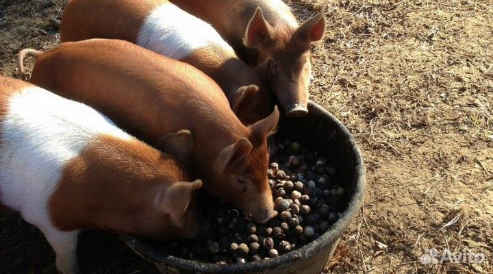 Комбикорм Свиной кк-55 ижагрокорм