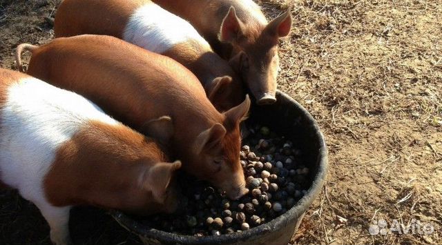 Комбикорм Свиной кк-55 ижагрокорм