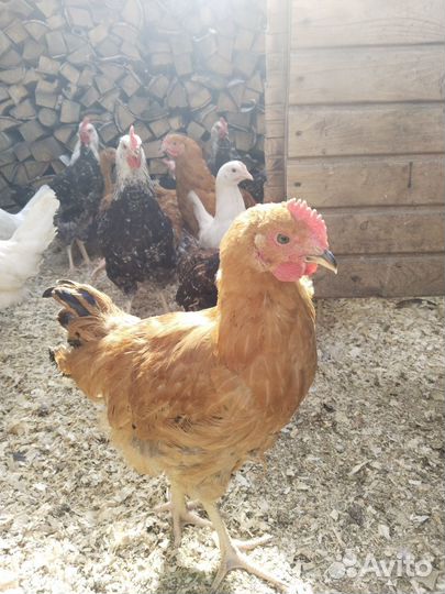 Молодые петушки