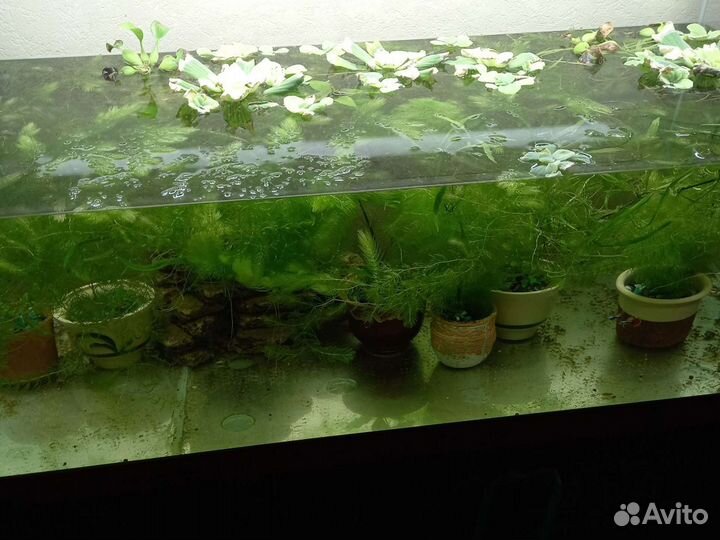 Растения для аквариума