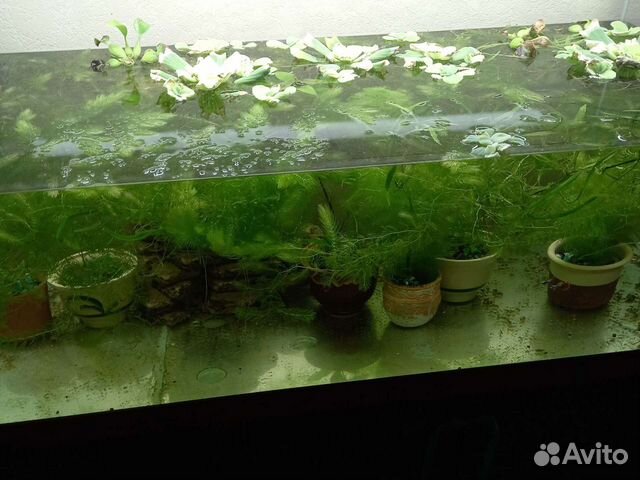 Растения для аквариума