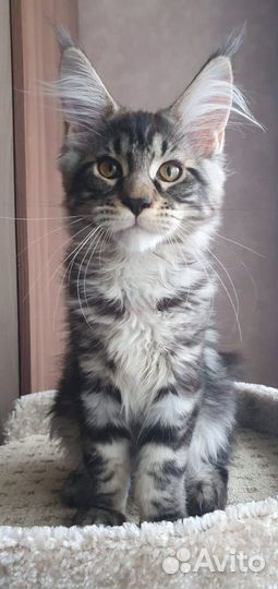 Котята мейн-кун